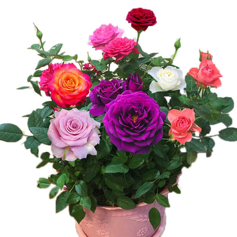 玫瑰花苗花卉绿植盆栽室内外观花庭院阳台品种月季苗当年开花 紫萱