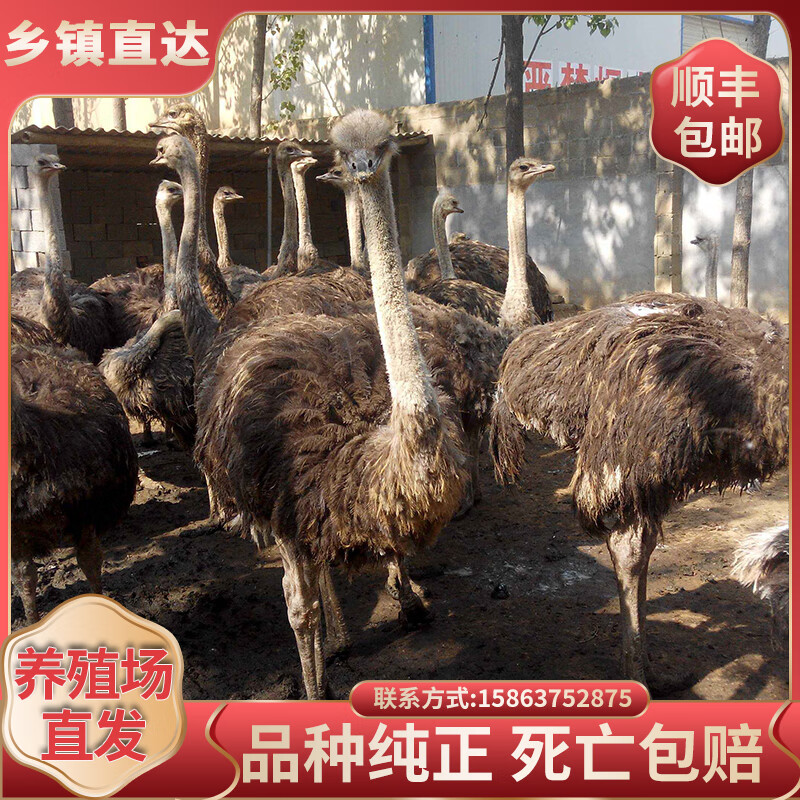 鸵鸟公母一对幼苗活苗幼崽景区观赏宠物成年澳洲非洲纯种鸵鸟 养殖