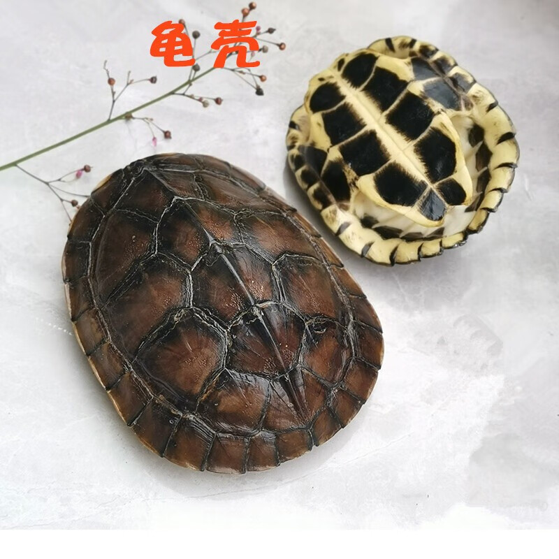 中药材 乌龟壳乌龟外壳 1个