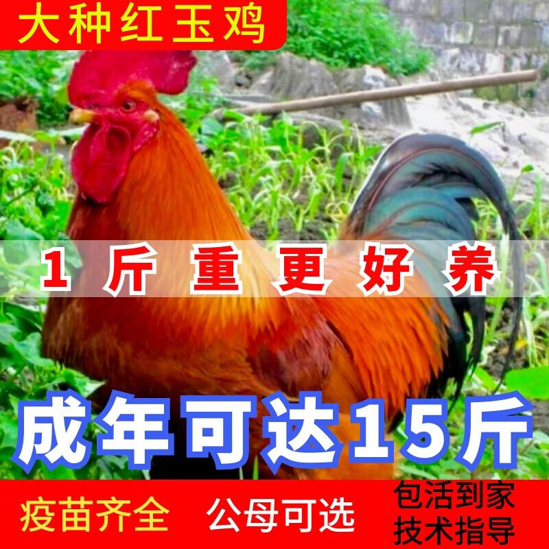 仟芸1斤巨型九斤红鸡苗红玉鸡活苗脱温小鸡苗九斤黄鸡红公鸡 半斤大