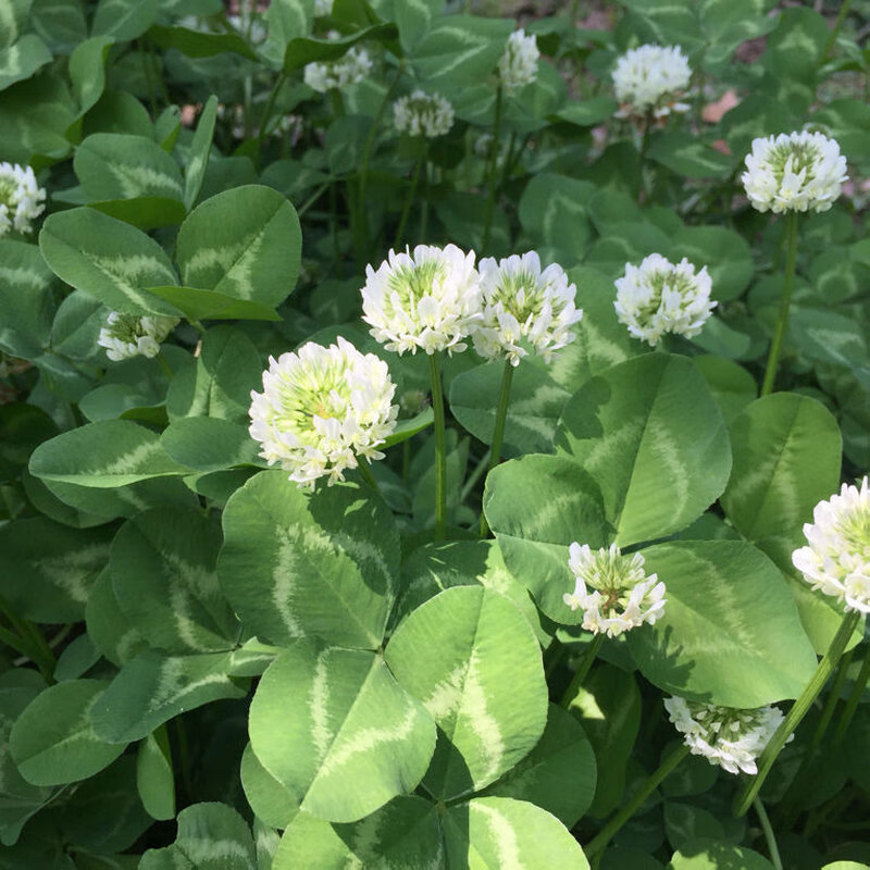 百萌普通进口白三叶种子1斤白三叶种幸运草四季常青耐寒绿化草坪草籽