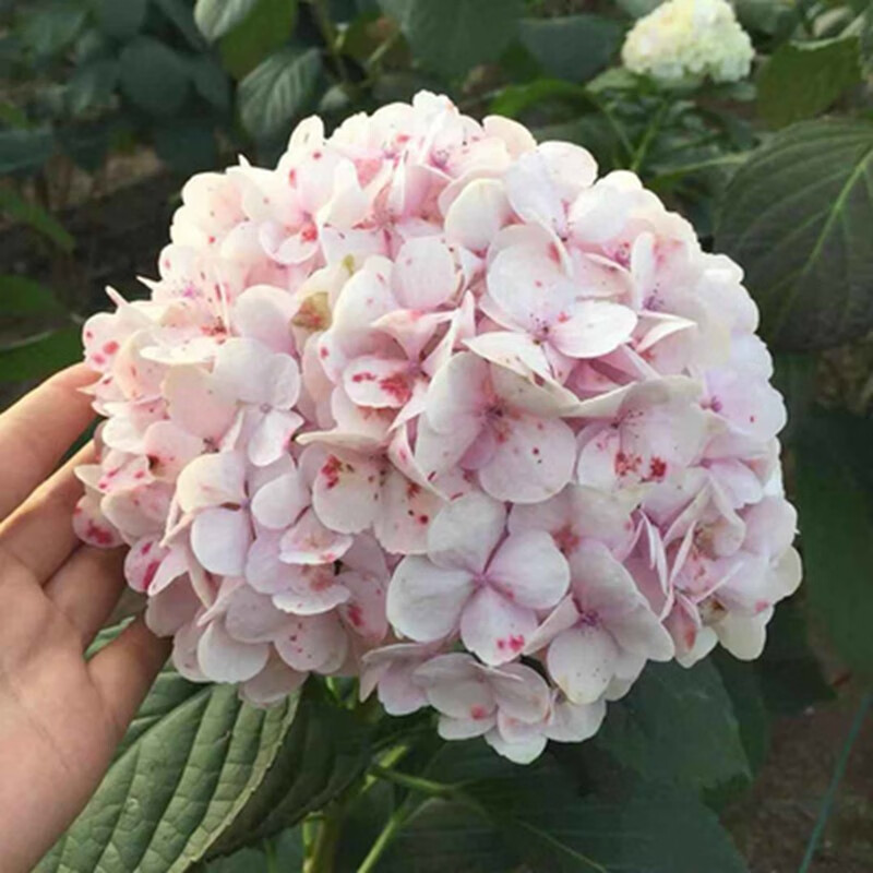 耐寒无尽夏八仙花绣球花苗盆栽花卉观花植物室内花卉 塞布丽娜1棵2-4