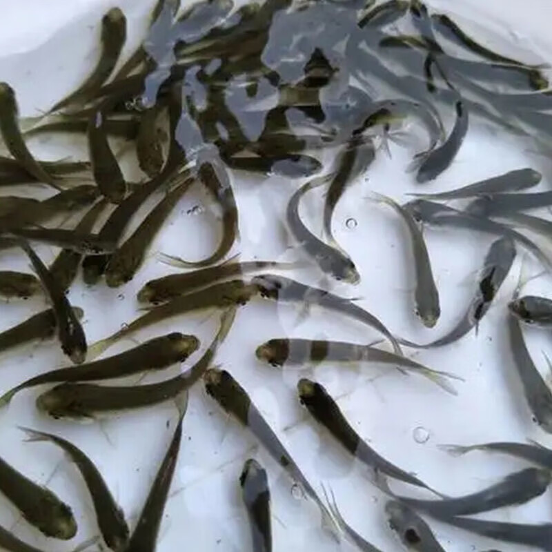 正宗大草鱼苗珠江草鱼苗鱼苗活体放鱼塘养殖淡水鱼苗 草鱼苗2-4厘米30