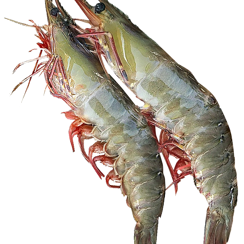 龙味福 虾南美厄瓜多尔白虾特大虾青虾海捕基围对虾冰虾冻虾海鲜水产 【大号无冰】15-18cm 3斤(净重)  【无冰】单只冻