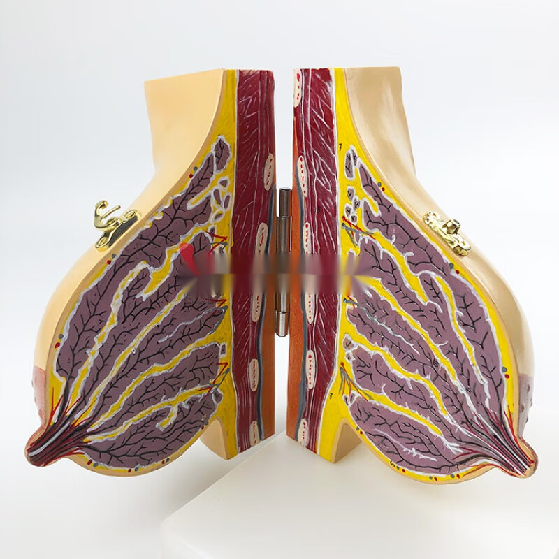 静止期解剖乳房 哺乳期女性乳房解剖模型静止期胸部结构模具乳腺病变