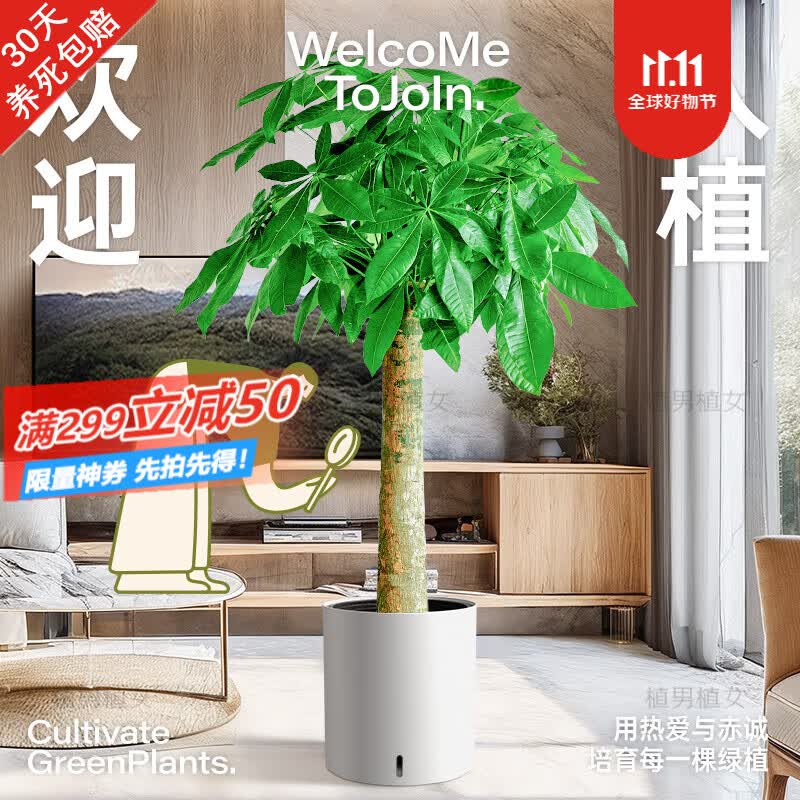 植男植女发财树大棵盆栽客厅落地室内大型绿植物办公室好养绿植开业招财树 圆形白色盆 1.2-1.3m怎么样,好用不?