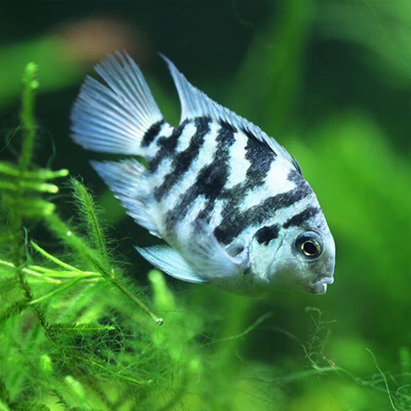 墨之瑶迷你鹦鹉鱼活鱼热带鱼种鱼一对可繁殖鱼躲避屋宝蓝白金活体宠物