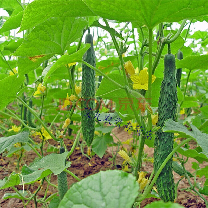 西芝黄瓜苗秧蔬菜苗 幼苗水果黄瓜 苗青瓜旱小春秋季菜苗孑阳台盆栽