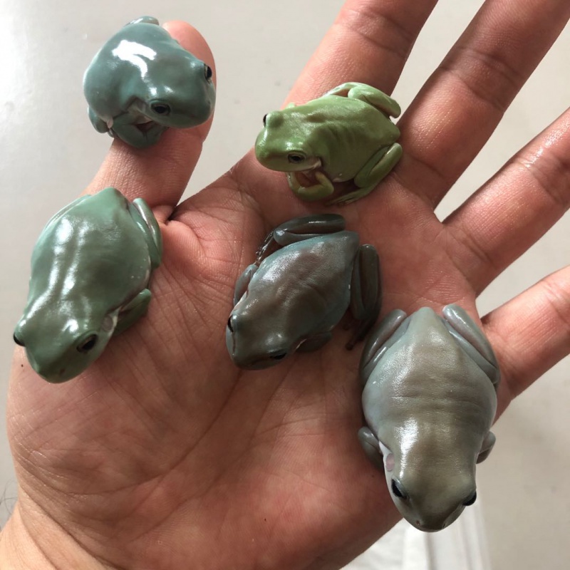 绿老爷树蛙2-3cm(1个月)