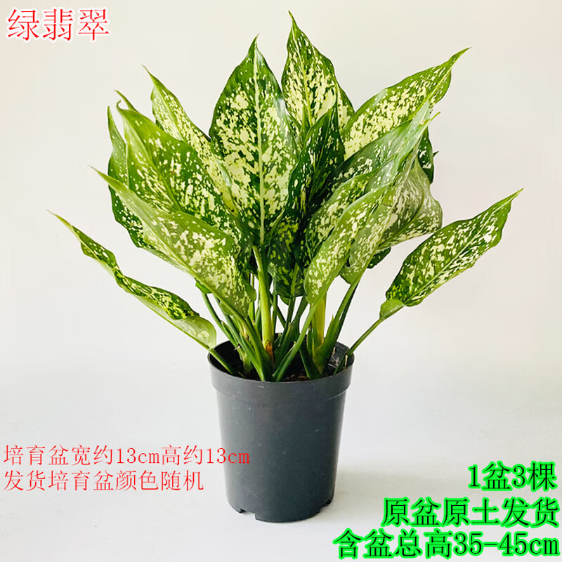 翡翠如意盆栽室内彩叶彩色植物办公室桌面阳台吸甲醛四季常青绿植 绿