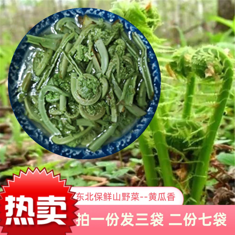 黄瓜香东北山野菜新鲜山菜伊春长白山野生蔬菜450克3袋广东菜 450g