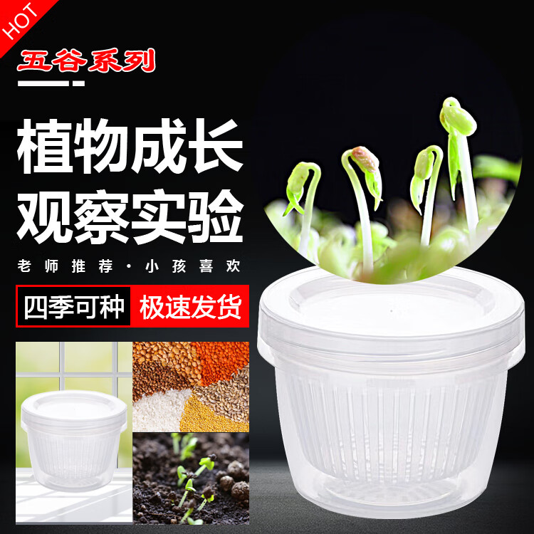 【水培 土培】绿豆100粒 种植盆2