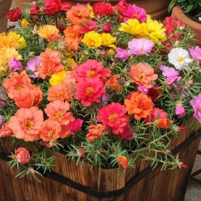 重瓣太阳花种子 混色花种子 盆栽花卉种子庭院道路花海工程花籽