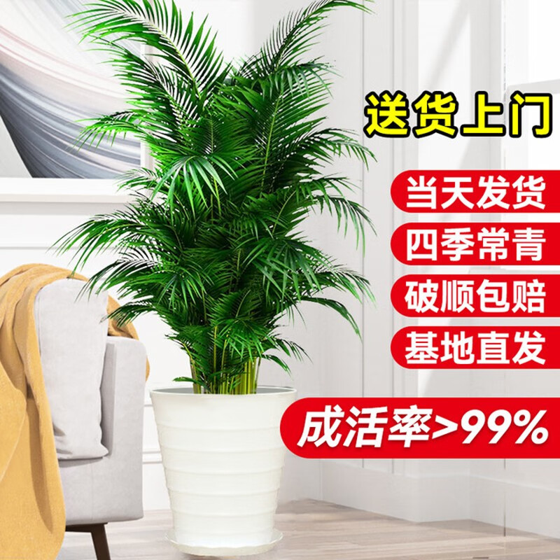 临雅散尾葵盆栽凤尾竹办公室内客厅大型绿植物吸甲醛落地盆景送货上门 散尾葵1.8-2m白螺纹陶瓷盆高性价比高么？