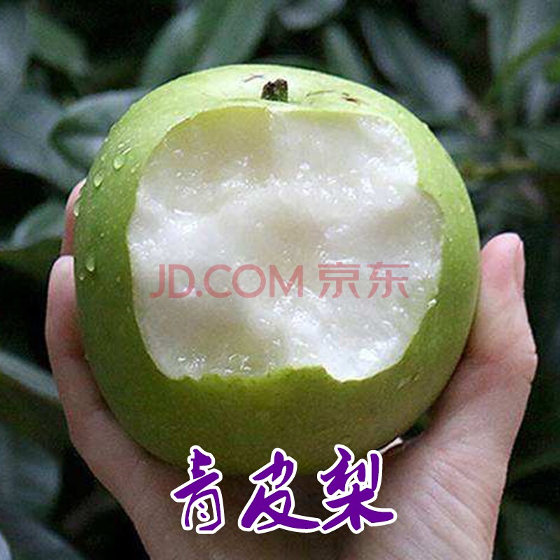 梨树苗梨树树苗南方北方种植梨树苗红梨苗阳台庭院农田盆栽地栽果树苗