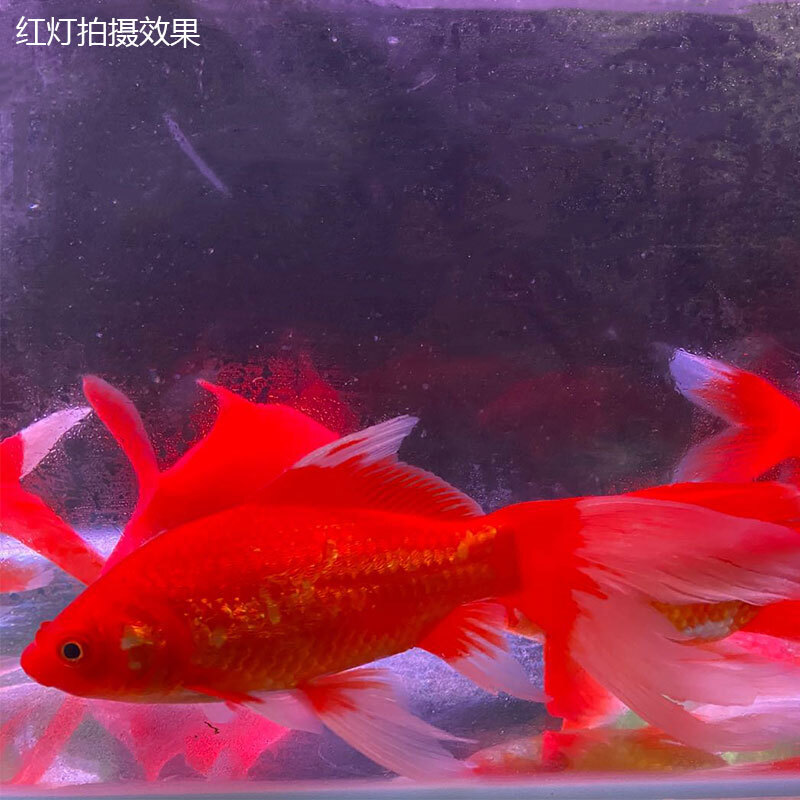 瑾伦长尾大红草金活体金鱼活鱼锦鲤淡水观赏鱼冷水不加温活体鱼苗 15