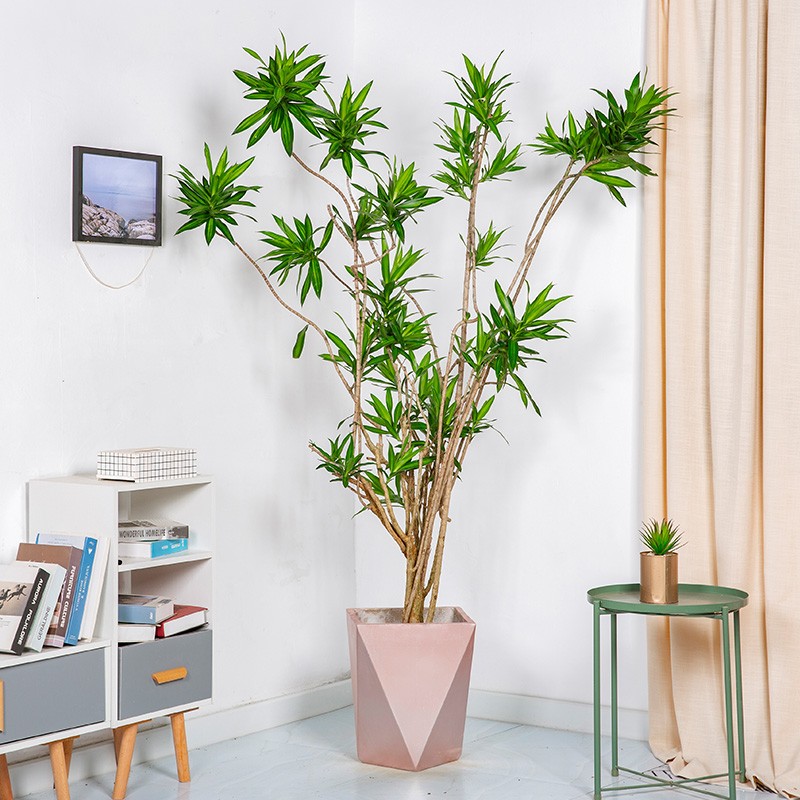 大型绿植近期价格走势如何|大型绿植价格比较