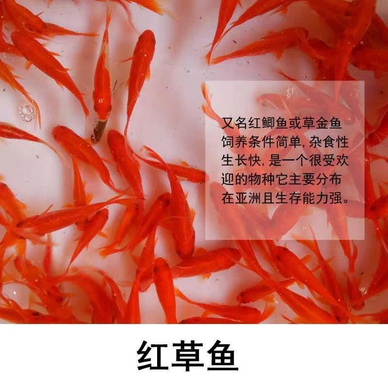 白色草金鱼价格及图片图片