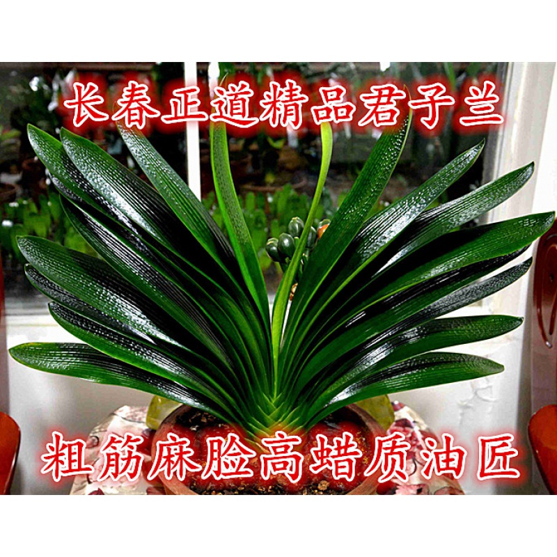 花姬 长春新款正道君子兰 精品高蜡质麻脸油匠 粗筋坑纹技师小苗宽短