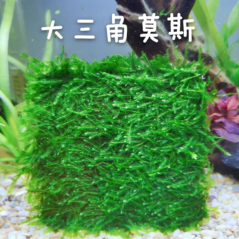 鱼缸阴性水草三角莫丝火焰珊瑚松茸莫斯水族箱造景前 大三角莫斯 网片
