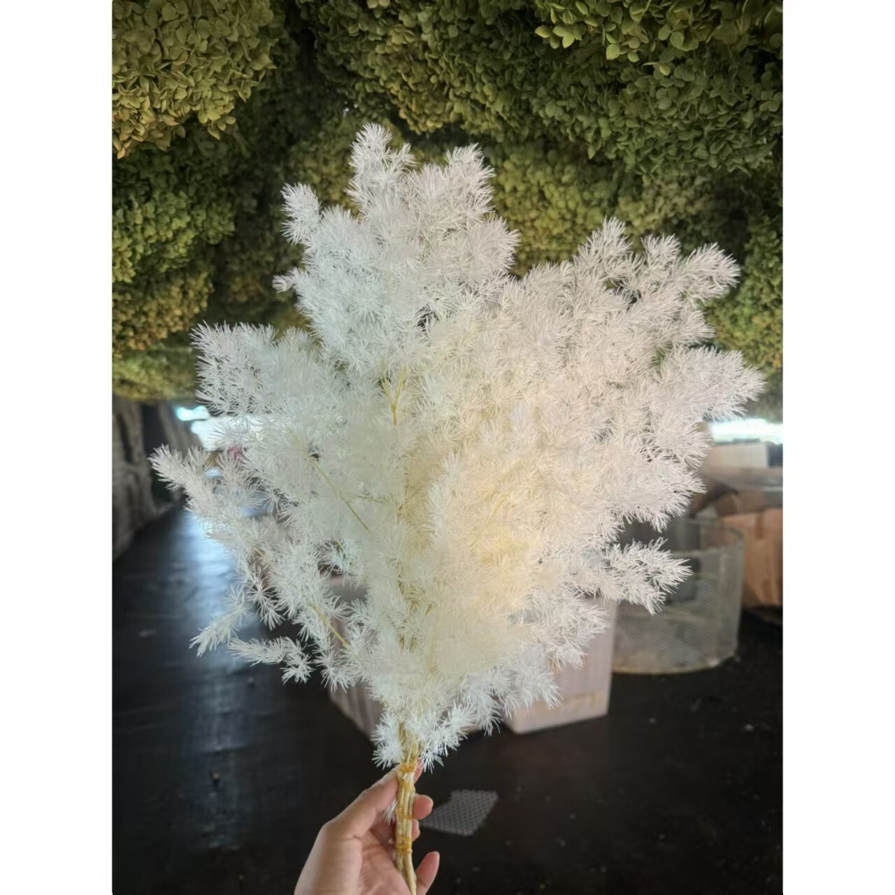 云南干花源头热销婚礼布置diy花艺永生花蓬莱松母亲节小 白色