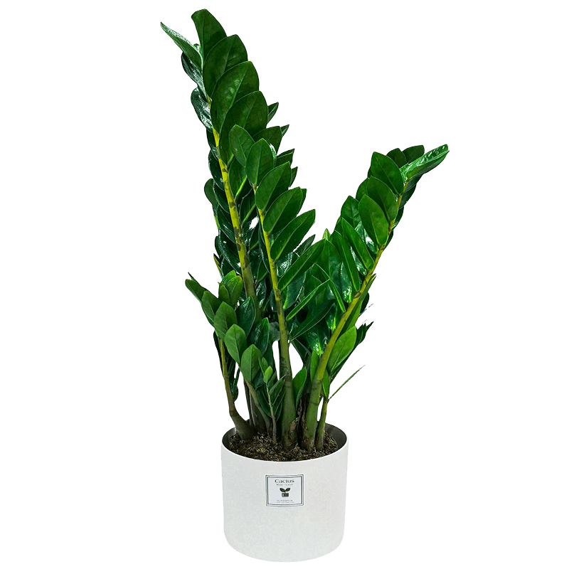 九千谷金錢(qián)樹(shù)綠植盆栽花卉陽(yáng)臺(tái)客廳好養(yǎng)植物大盆景55-65cm源頭直發(fā)
