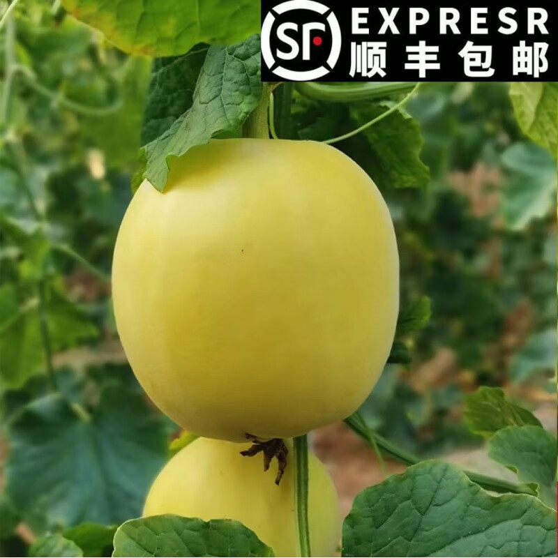 玫栀2024山东头茬现摘星甜20甜瓜小蜜蜂甜瓜蜜罐甜瓜新鲜水果香瓜 3斤