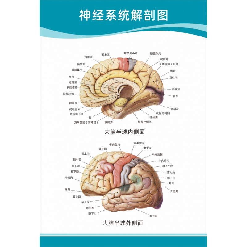 【闪电发货】医院科室挂图 医院科室头部脑神经人体解剖结构示意图