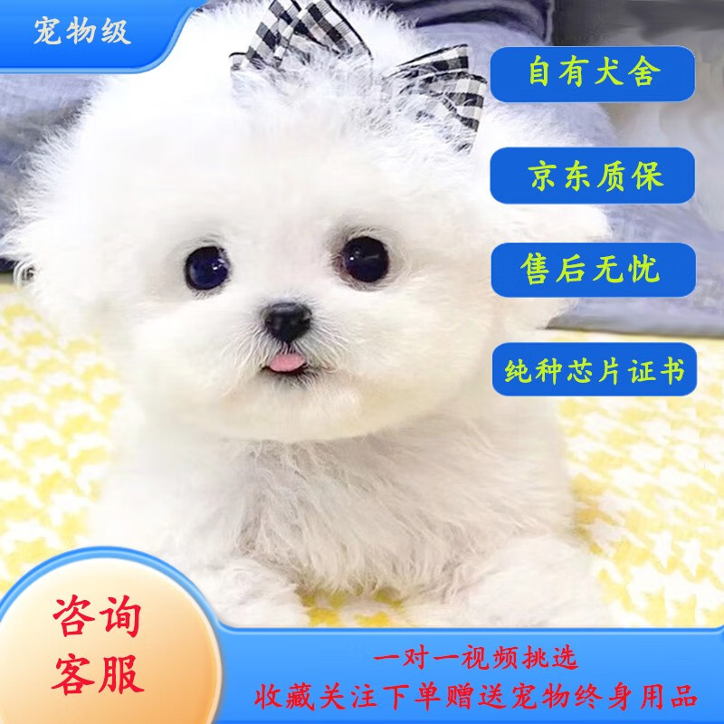 纯种比熊幼犬活体宠物狗法国卷毛比熊犬活体飞耳比熊宠物狗 宠物级