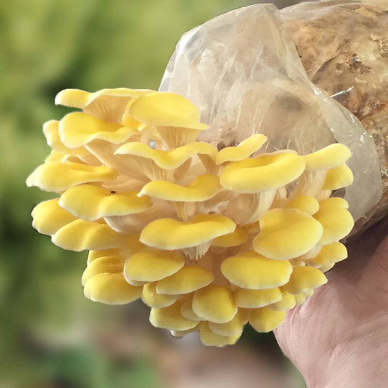 炫彩蘑盒榆黄蘑菌种蘑菇菌食用菌阳台家庭种植吃蘑菇菌包菌棒盆栽 榆
