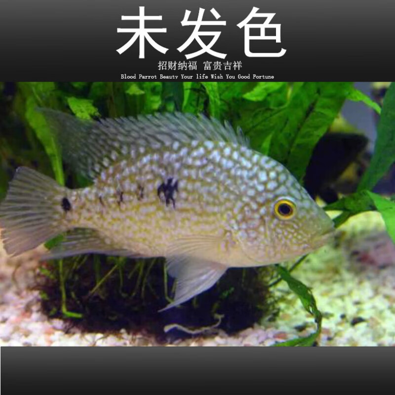 德州豹鱼绿巨人鱼银龙慈鲷鱼凶猛观赏热带鱼鱼鱼包活 德州豹8-10cm1条