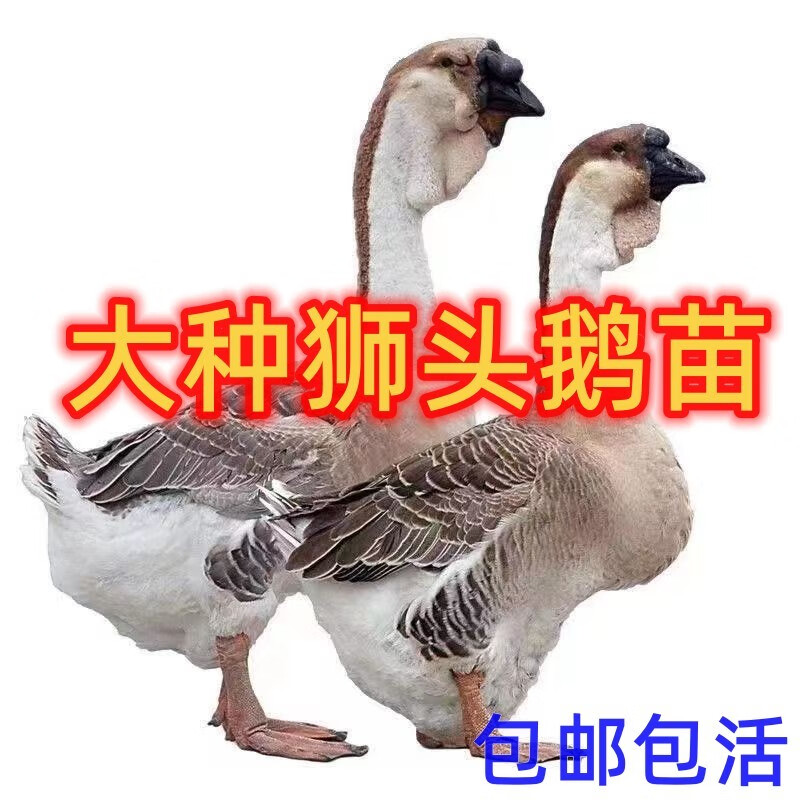 灰鹅苗狮头鹅苗三花白鹅苗公母鹅仔活苗家养鹅苗活体销售 灰狮头鹅苗