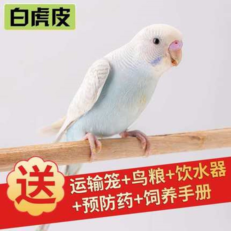 家养中小型会说话牡丹鹦鹉幼鸟活体宠物鸟活体鹦鹉 白虎皮1只 大礼包
