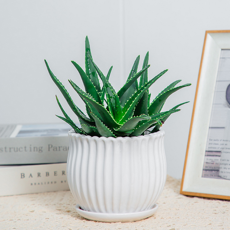 美外芦荟盆栽办公室桌面新鲜小绿植盆栽补水室内家居阳台 110#芦荟1盆