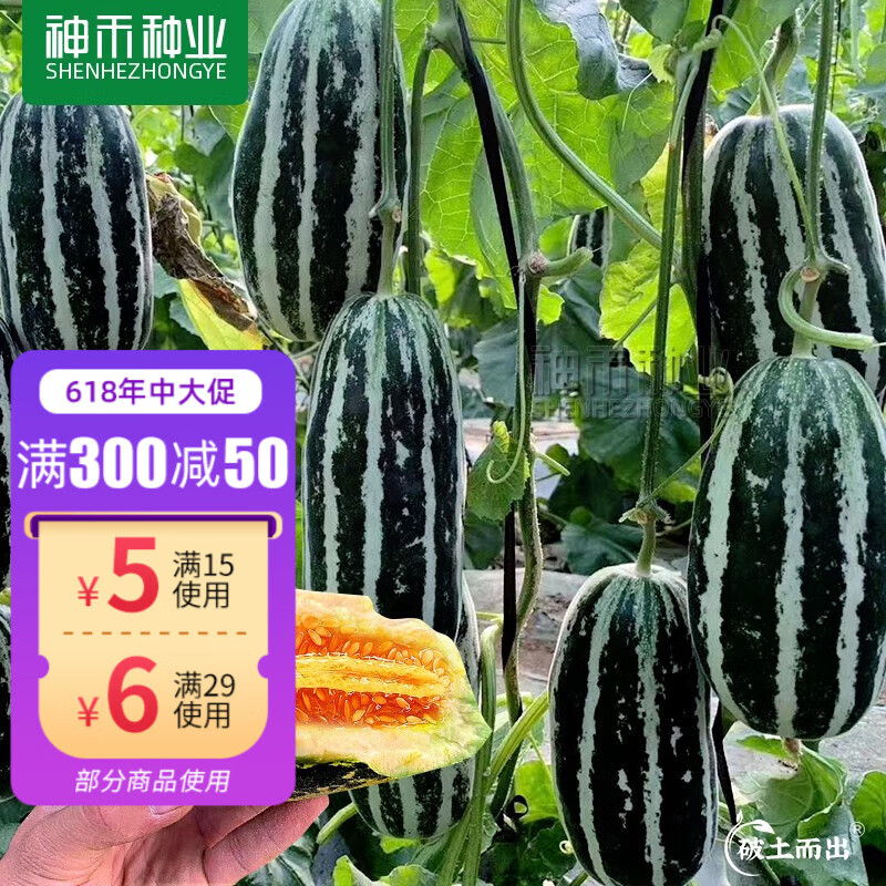 神禾 冰糖子甜瓜种子大全苗子香瓜籽皮薄水果蔬菜 博洋系列美洋甜瓜