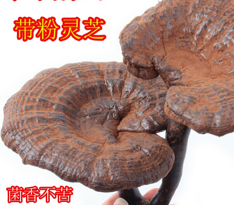 广西半黑灵芝500克广西十万大山整枝灵芝赤灵芝草含孢子粉g