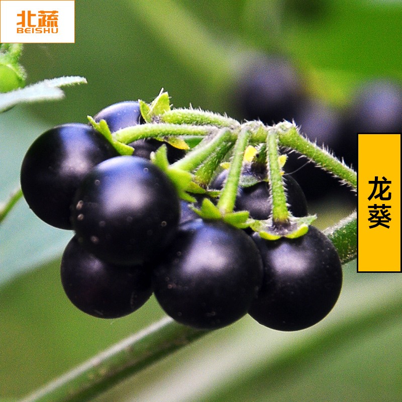北蔬 龙葵种子食用中药家庭种植 紫黑龙葵种子1000粒