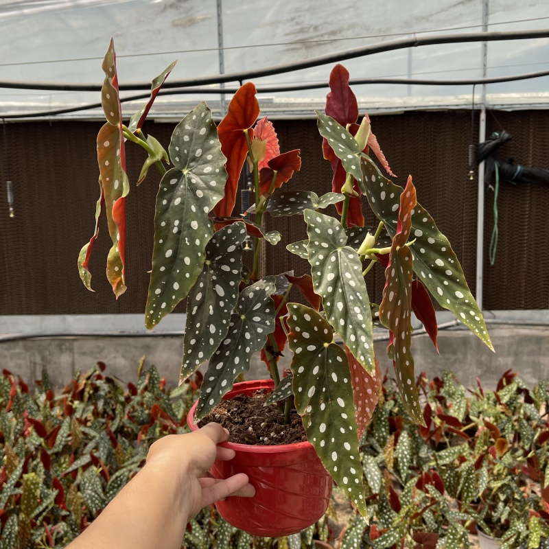 鳟鱼秋海棠 绿植盆栽室内阳台观叶植物 露露花园d7 鳟鱼秋海棠17cm盆