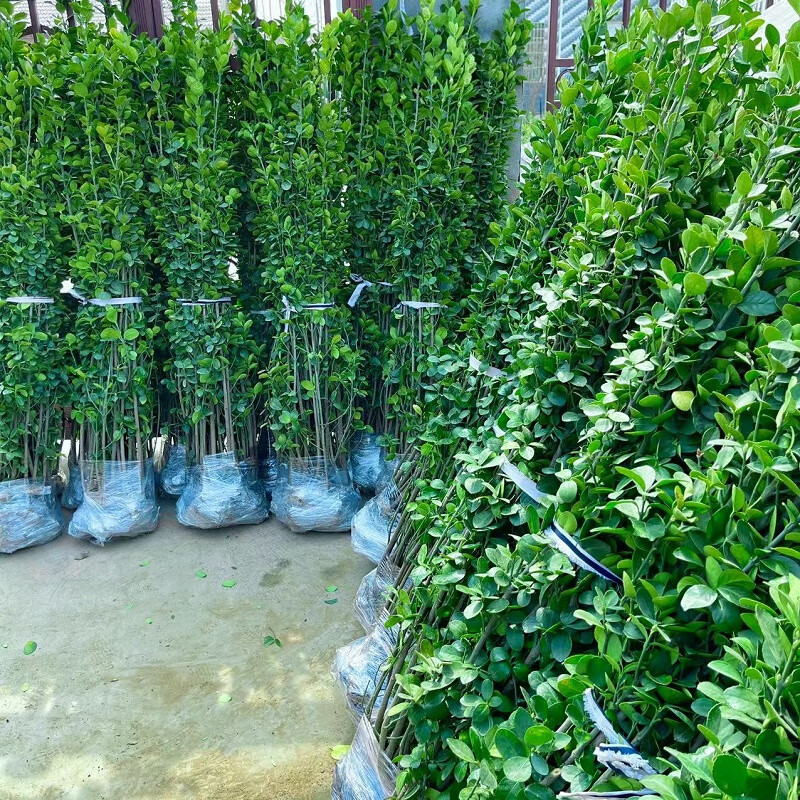 秋忆浓北海道黄杨绿篱植物四季常青耐寒庭院绿化苗北海道2.2米高10颗