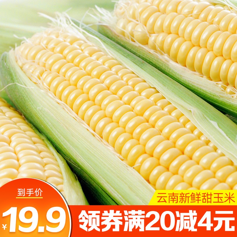 森吉尼达 云南新鲜玉米 新鲜蔬菜 玉米棒 包谷 5斤装
