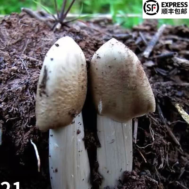 姒桀鸡枞菌种子伞把菇食用菌种包三八菇斗鸡公荔枝菌人工种植蘑菇菌包