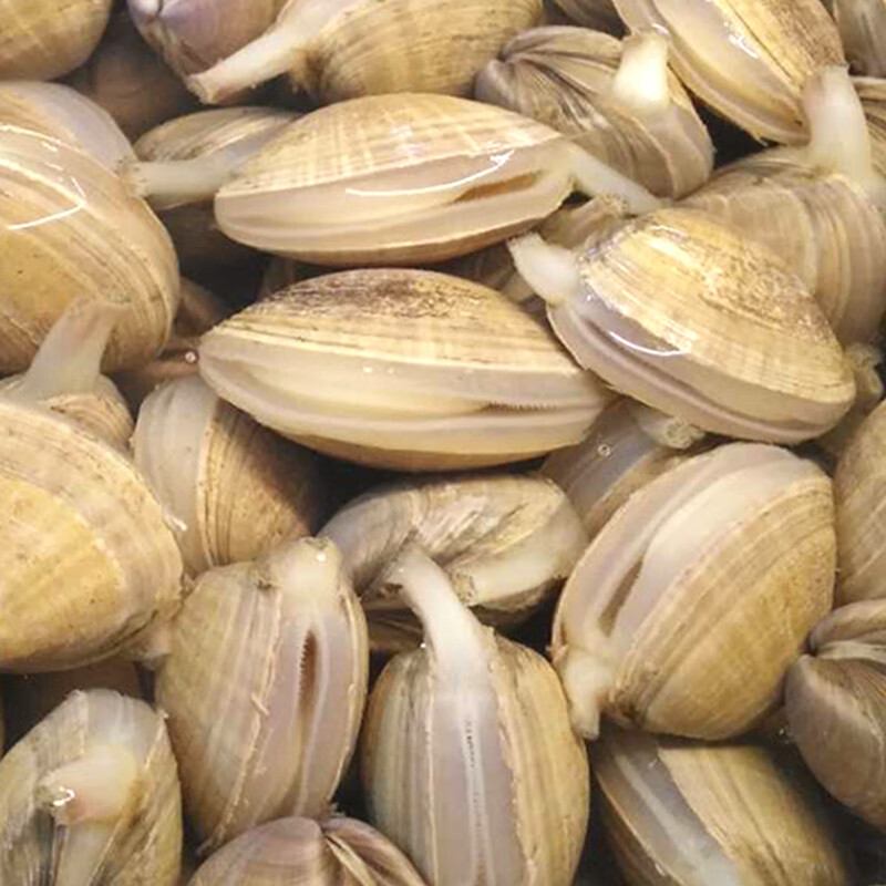 皓谦丹东大黄蚬子鲜活无沙蛤蜊花甲黄贝海鲜贝类