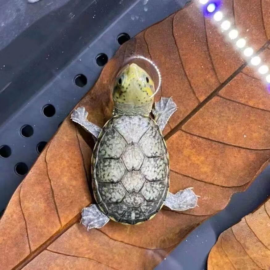 窄桥龟蛋 血丝蛋一枚包孵化包品种