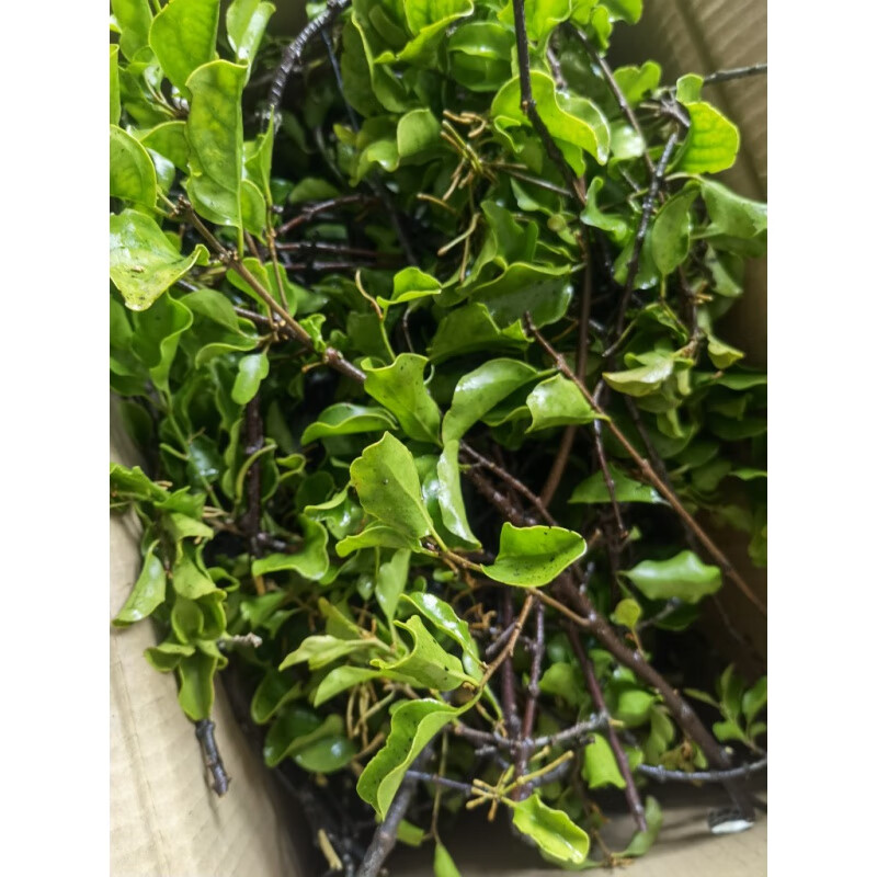 黄弹寄生 黄枇寄生 黄弹子寄生新鲜品干品500克 新鲜黄皮寄生500克