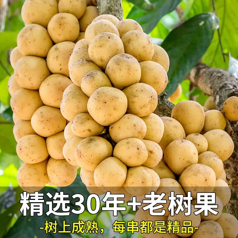 星云湖【顺丰空运】泰国龙宫果新鲜水果稀有爱情果椰色果龙贡果生鲜 500g【大果实惠装丨1-3串】