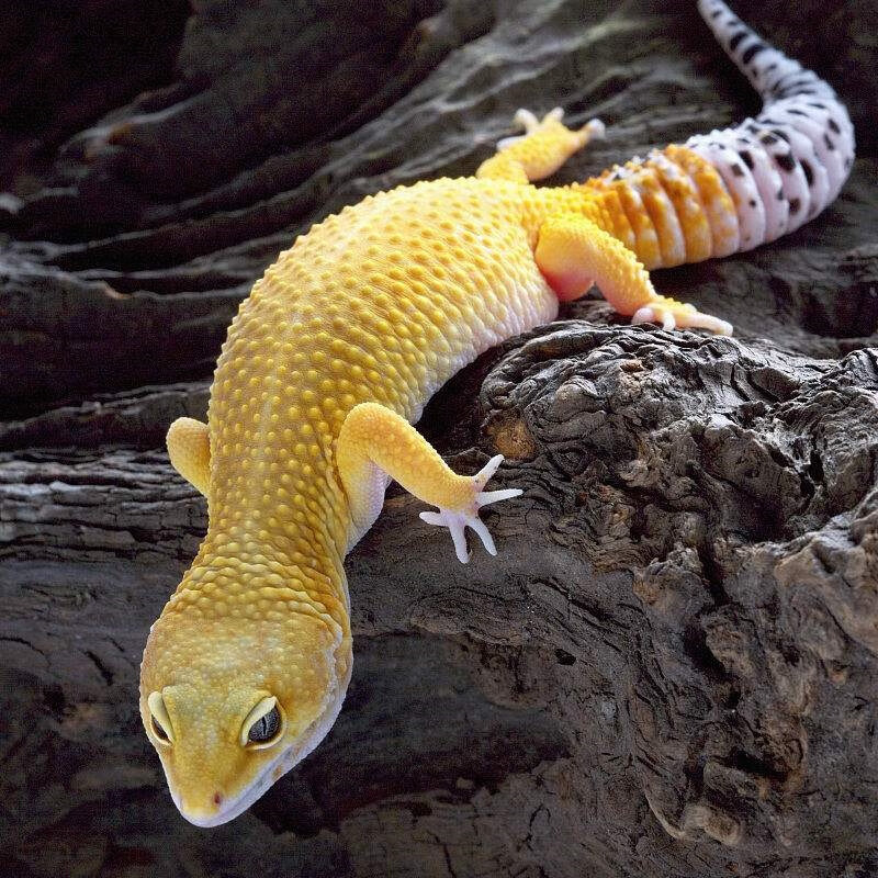 朵芮蜜豹纹守宫活体蜥蜴宠物活物幼体小可爱异宠懒人苗子入门爬宠小