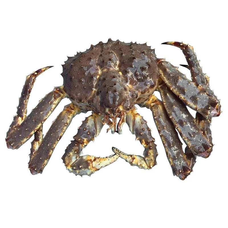 伯贤王蟹海鲜水产新鲜大蟹皇帝蟹长脚蟹 蟹4斤左右