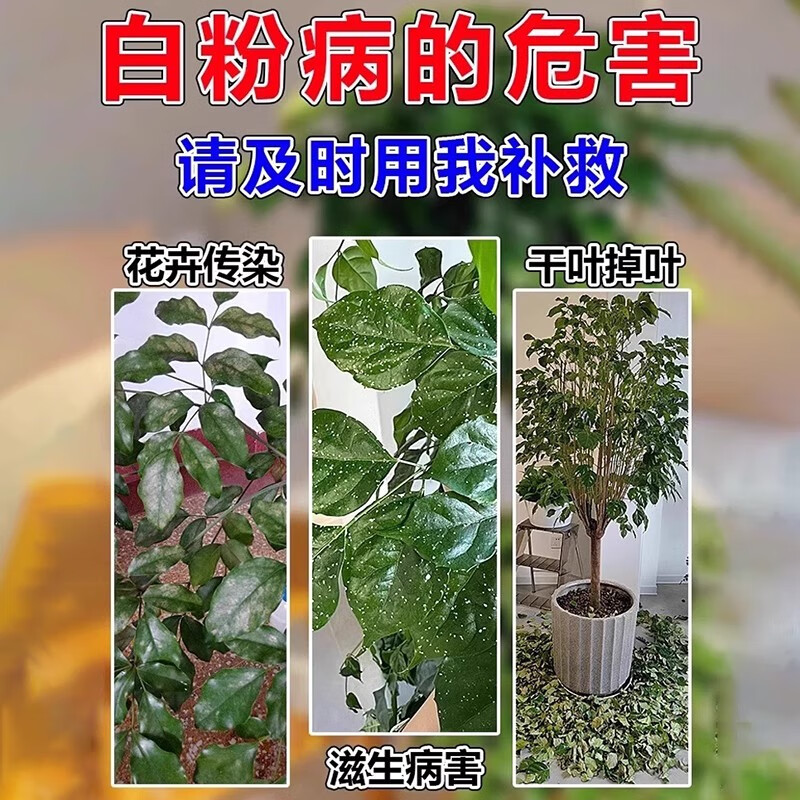幸福树黑斑白粉病专霜霉炭疽病黄叶枯叶卷叶病害专用杀菌病害清 【1瓶装】幸福树菌立清