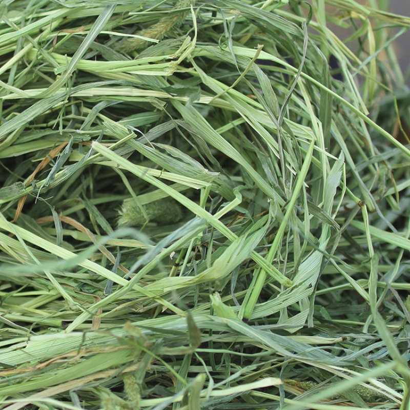 苜蓿草紫花苜蓿草饲料幼兔兔子草龙猫草荷兰猪草牧草兔粮苜宿草