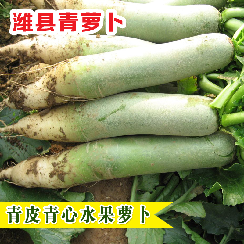 冠四季萝卜种子水萝卜种孑潍县青萝卜籽秋季水果籽甜脆不辣四季菜园
